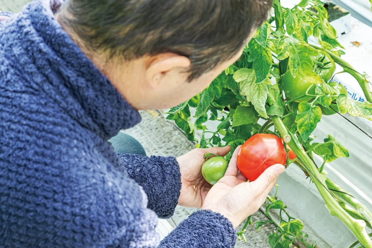 学んだことの成果が目に見えるトマトづくり。