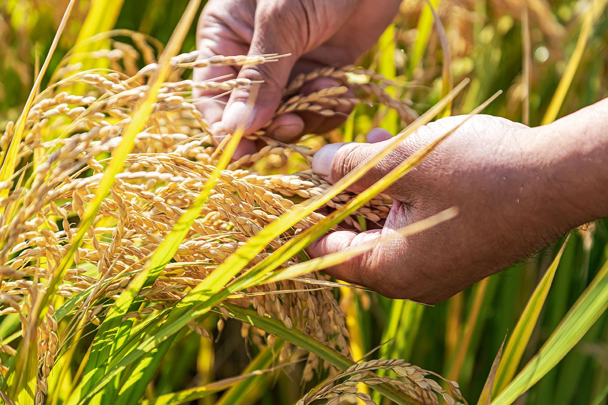 地元神戸の米をもっと知ってほしい