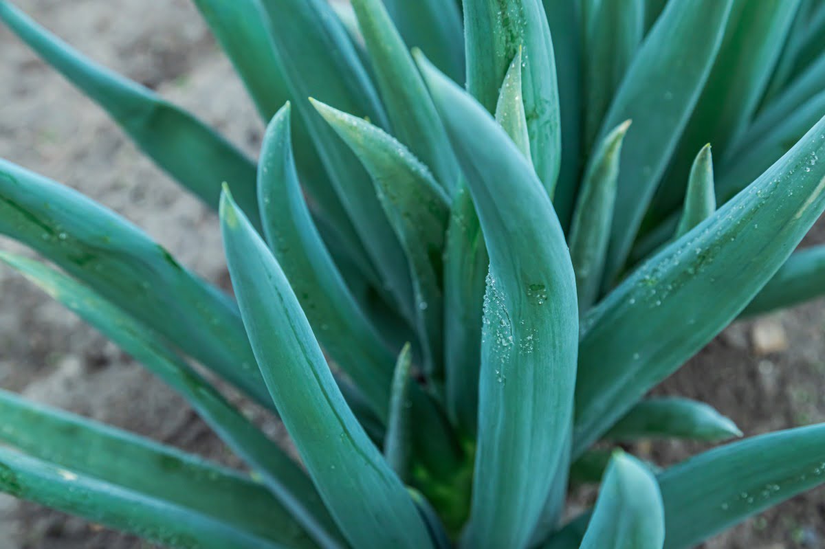 北神ねぎの特徴